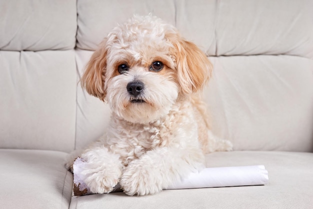 Ritratto di un cucciolo di Maltipoo beige con un tubo di cartone sul divano