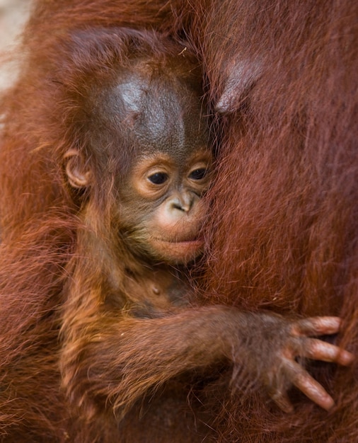 Ritratto di un cucciolo di orango. Avvicinamento. Indonesia. L'isola di Kalimantan (Borneo).