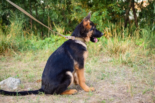 Ritratto di un cucciolo di pastore tedesco