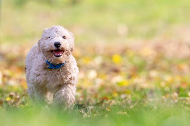 Ritratto di un cucciolo di poochon che corre con la bocca aperta