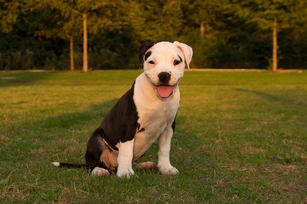 Ritratto di un cucciolo di Staffordshire terrier americano seduto sul campo al parco