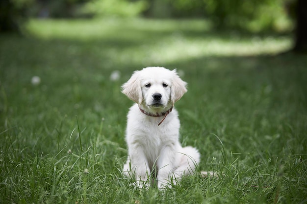 Ritratto di un cucciolo giocoso di un cane di razza golden retriever Il cucciolo di Retriever si siede nell'erba