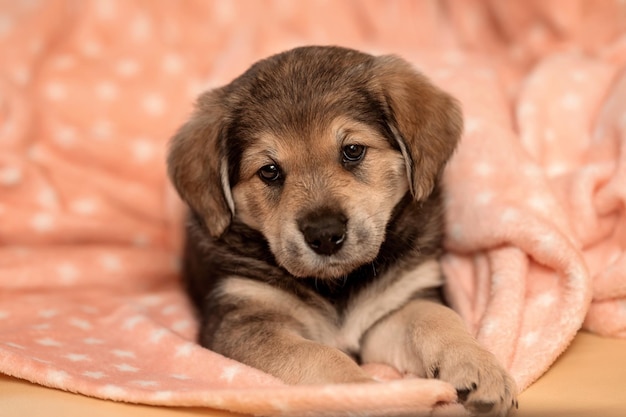 Ritratto di un cucciolo marrone triste Un piccolo cane in una calda coperta rosa