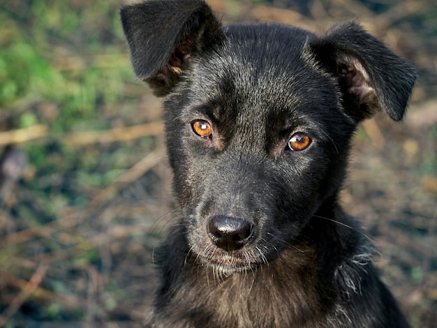 Ritratto di un cucciolo nero.