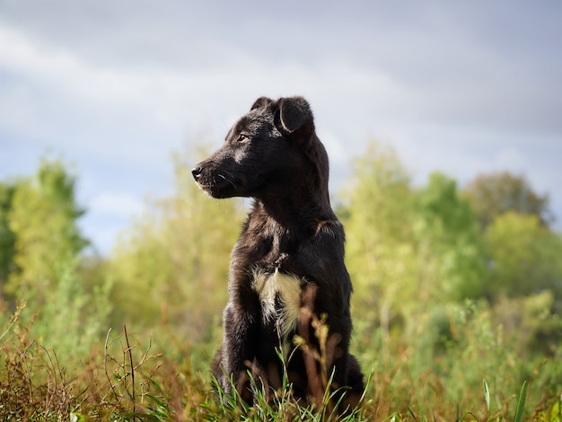 Ritratto di un cucciolo nero.