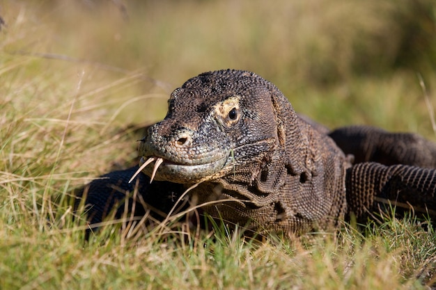 Ritratto di un drago di Komodo. Avvicinamento. Indonesia. Parco Nazionale di Komodo.