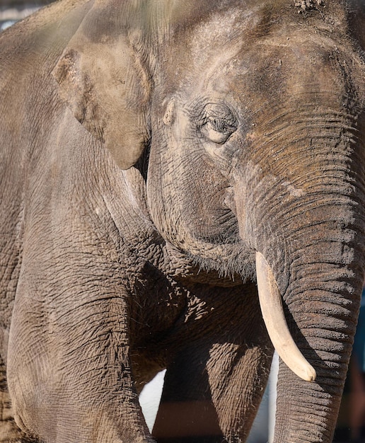 Ritratto di un elefante asiatico adulto con zanne bianche