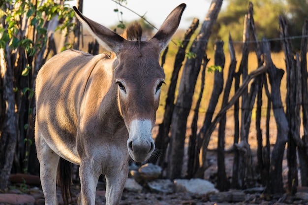 Ritratto di un elefante in un campo