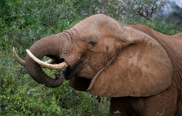 Ritratto di un elefante.