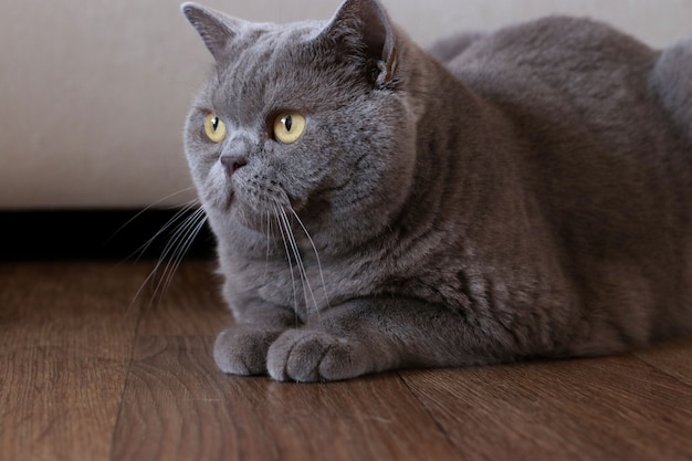 Ritratto di un elegante gatto British Shorthair seduto sul pavimento