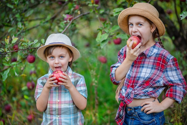 Ritratto di un fratello e una sorella in giardino con mele rosse Un ragazzo e una ragazza sono coinvolti nel raccolto