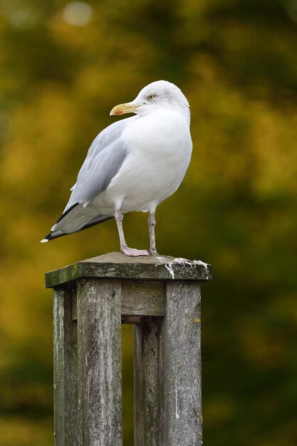 Ritratto di un gabbiano appoggiato su un palo di legno