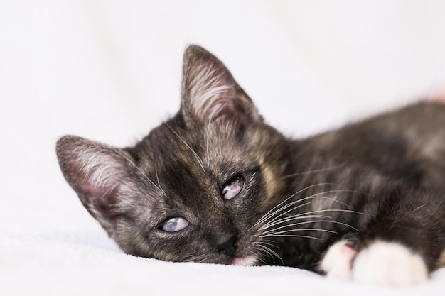 Ritratto di un gattino grigio cieco su sfondo chiaro. Stop alla crudeltà sugli animali