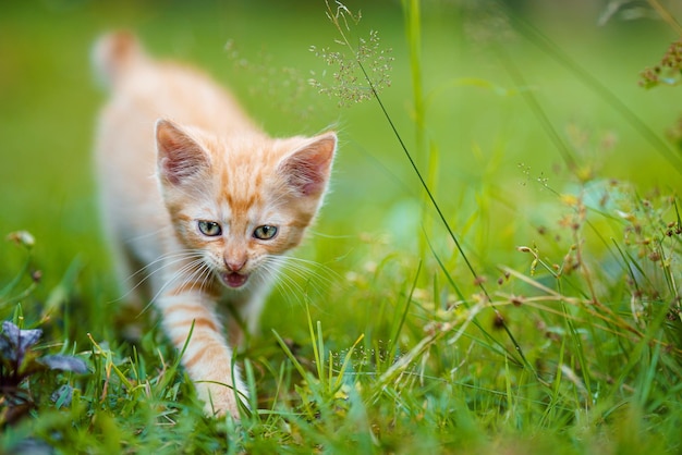 Ritratto di un gattino rosso in giardino Gattino rosso con occhi verdi e con grandi orecchie