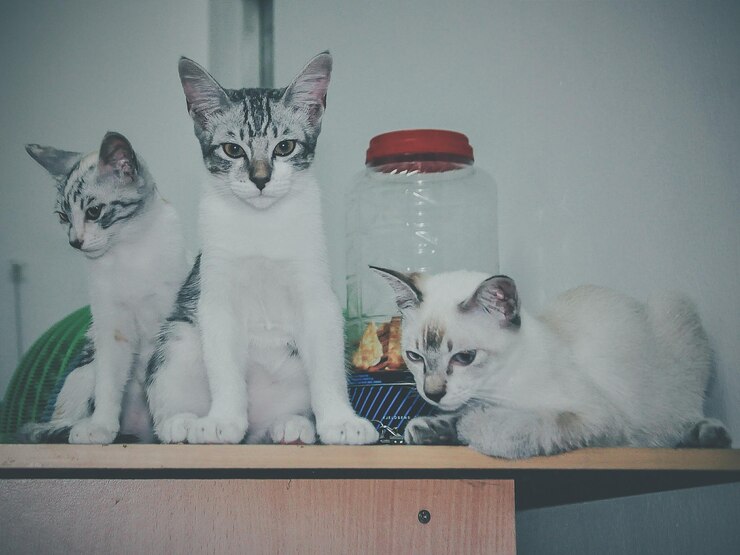 Foto ritratto di un gattino seduto accanto a un gatto