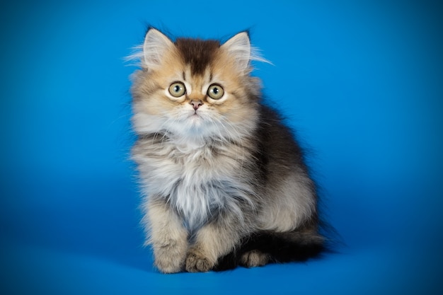 Ritratto di un gatto a pelo lungo diritto scozzese sulla parete colorata