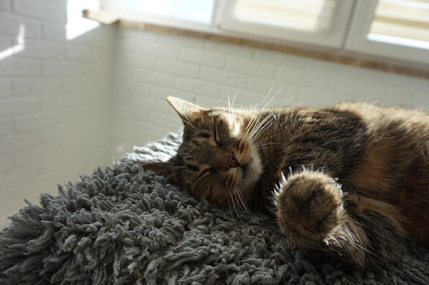 Ritratto di un gatto addormentato al sole