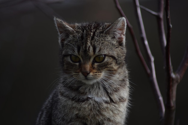Ritratto di un gatto all'aperto