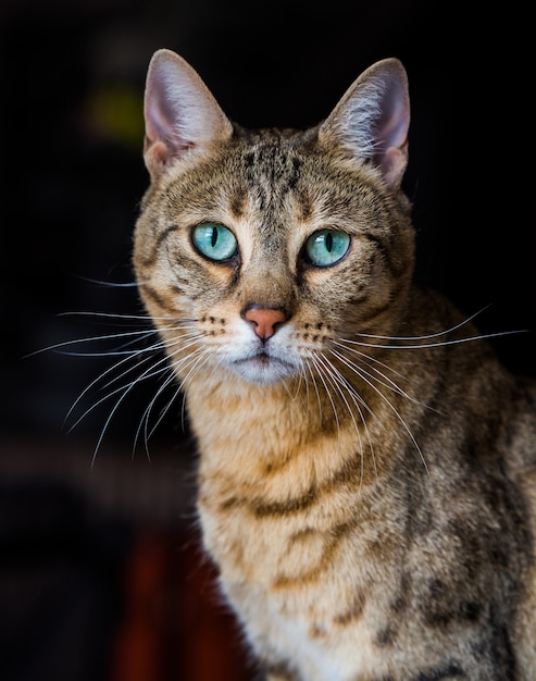 Ritratto di un gatto bengala con incredibili occhi verdi da vicino