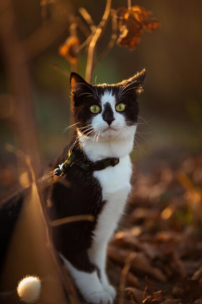 Ritratto di un gatto bianco e nero al tramonto.