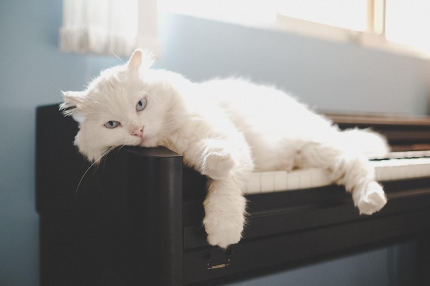 Ritratto di un gatto bianco sdraiato sui tasti del pianoforte a casa