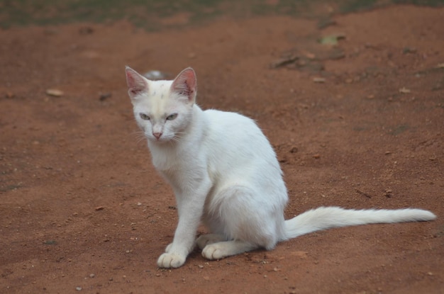 Ritratto di un gatto bianco seduto all'aperto