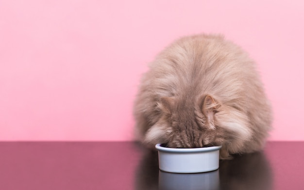 Ritratto di un gatto birichino che mangia cibo per animali su uno sfondo rosa.