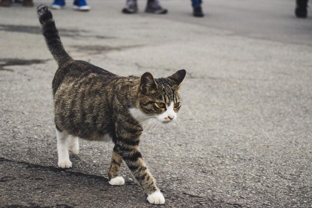 Ritratto di un gatto che guarda la strada