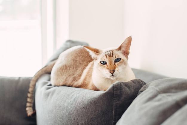Ritratto di un gatto che riposa sul divano a casa