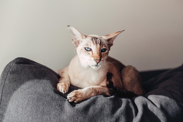 Ritratto di un gatto che riposa sul divano a casa