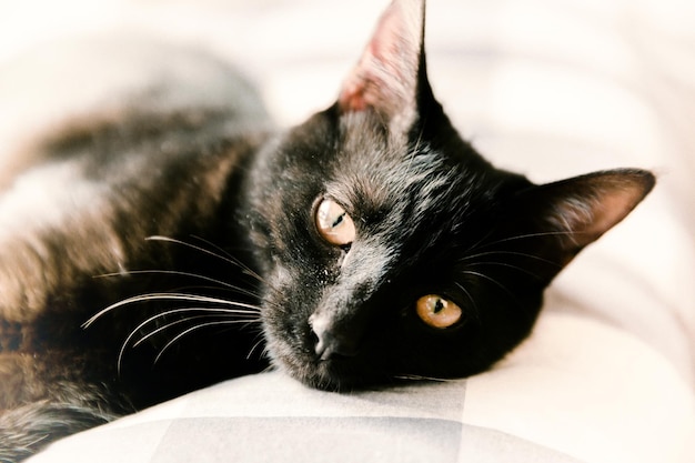Ritratto di un gatto che riposa sul letto a casa