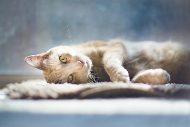 Ritratto di un gatto che riposa sul tappetino