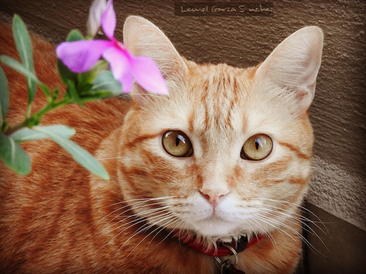 Foto ritratto di un gatto da un fiore rosa