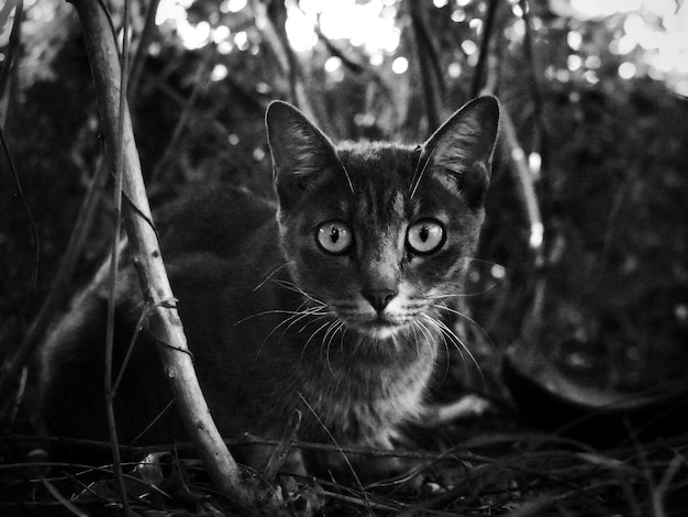 Ritratto di un gatto da vicino da un albero contro le piante