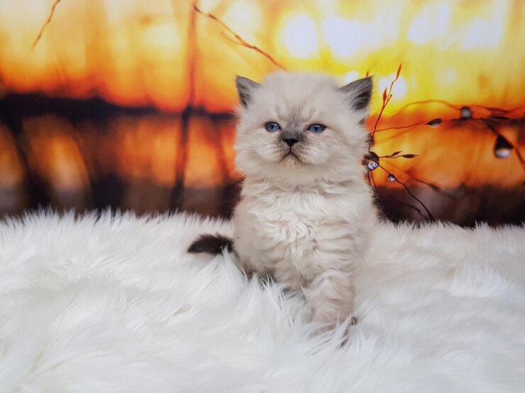 Foto ritratto di un gatto da vicino
