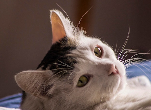 Ritratto di un gatto da vicino