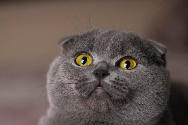 Ritratto di un gatto da vicino