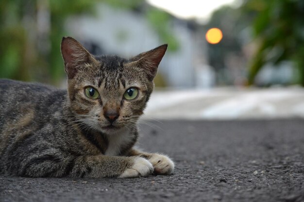 Ritratto di un gatto da vicino