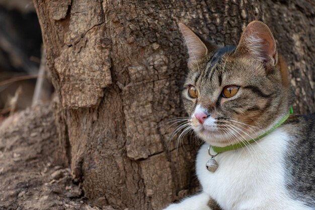 Ritratto di un gatto da vicino