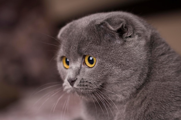 Ritratto di un gatto da vicino