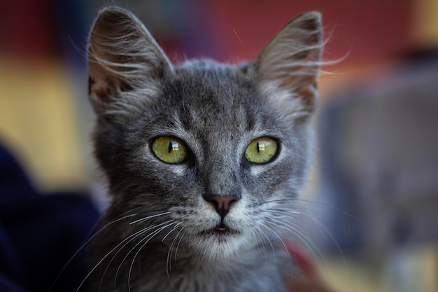 Ritratto di un gatto da vicino