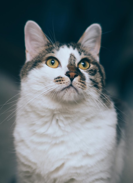 Ritratto di un gatto da vicino