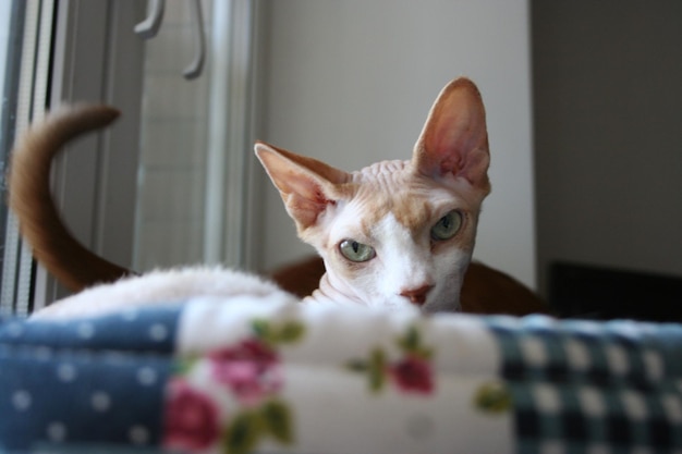 Ritratto di un gatto da vicino