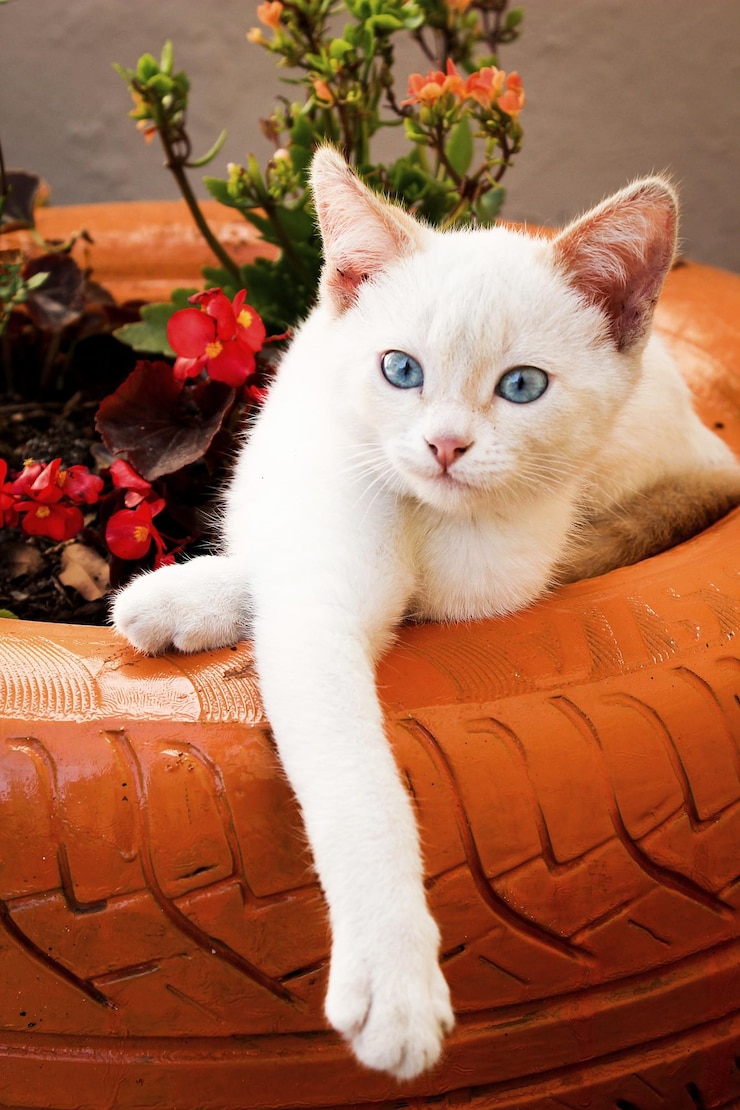Foto ritratto di un gatto da vicino
