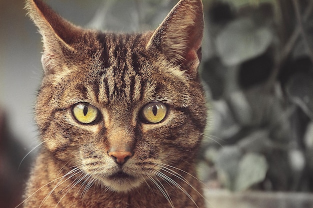 Ritratto di un gatto da vicino