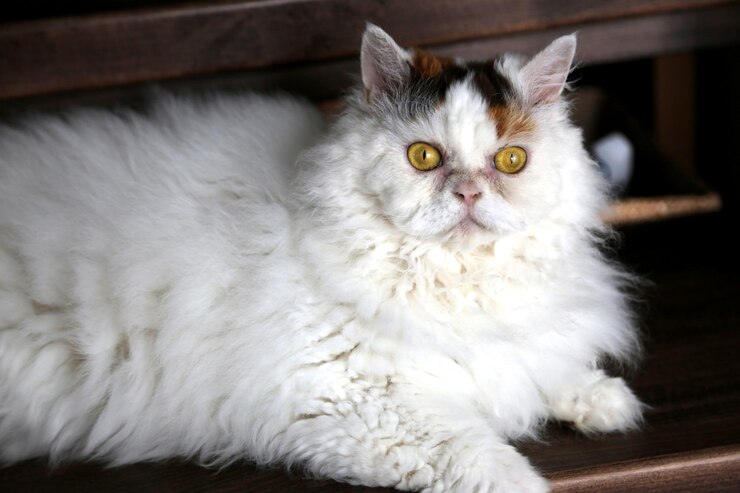 Foto ritratto di un gatto da vicino