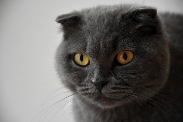 Ritratto di un gatto da vicino
