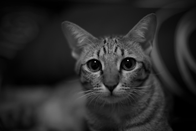 Ritratto di un gatto da vicino