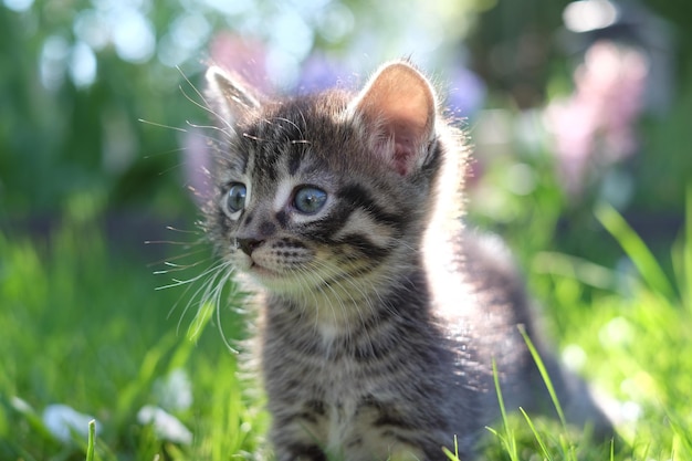 Ritratto di un gatto da vicino