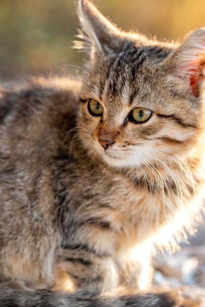 Ritratto di un gatto da vicino